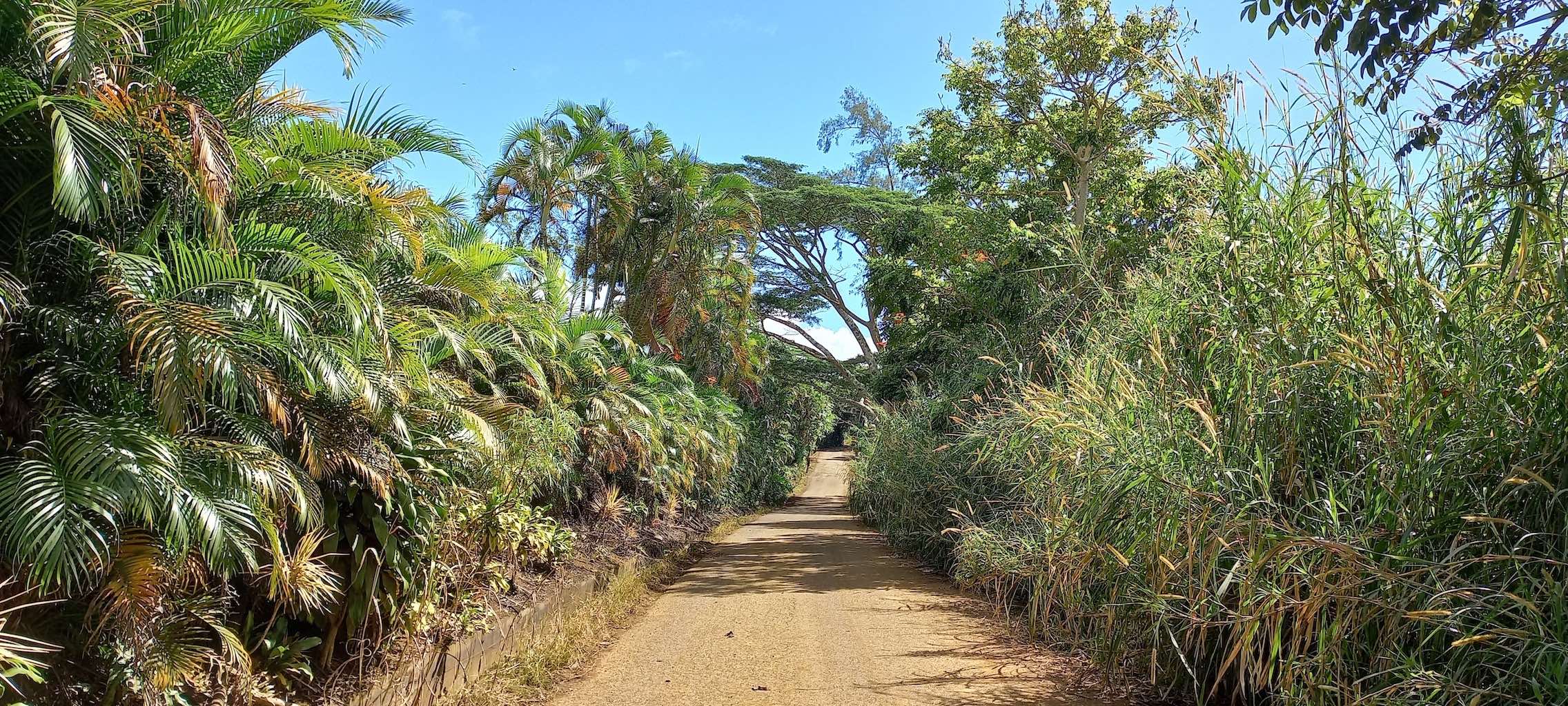 Plateau de Taravao-5